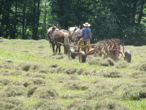 Mark Fellows, with June and Mabel, raking hay, July 2015. Photo: Cathy Stanton. Click for larger image.